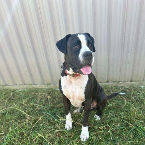 Axel - Boxer Dog