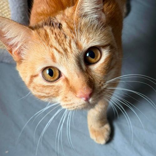 Dream Sprite - Domestic Short Hair (DSH) Cat