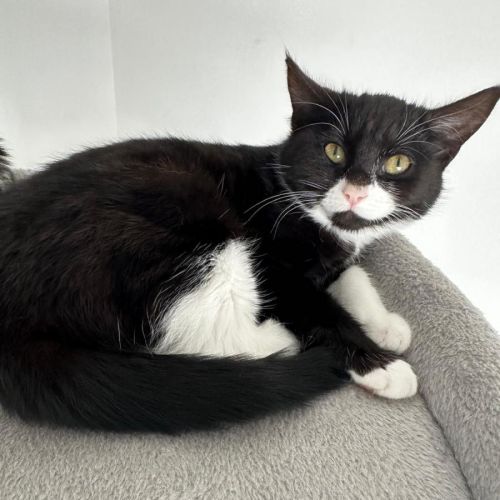 Odette - Domestic Short Hair (DSH) Cat