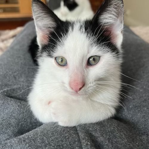 Cooper - Domestic Short Hair (DSH) Cat