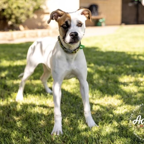 Rezzy - American Staffordshire Terrier Dog