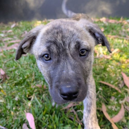 Des - German Shepherd Dog x Mastiff Dog