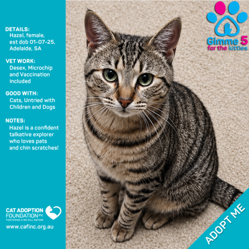 Hazel - Domestic Short Hair (DSH) Cat