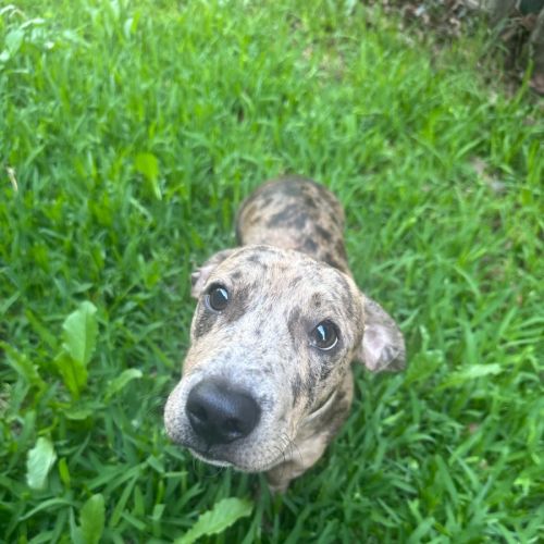 Samuel  - Dachshund x Staffordshire Bull Terrier Dog