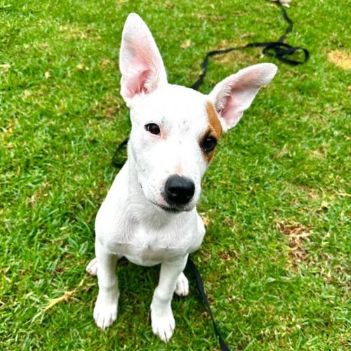 Molly - Staffordshire Bull Terrier Dog