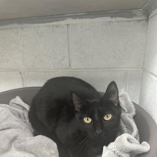 Smokey - Domestic Short Hair (DSH) Cat