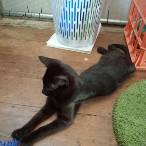 Nehira - Domestic Short Hair (DSH) Cat