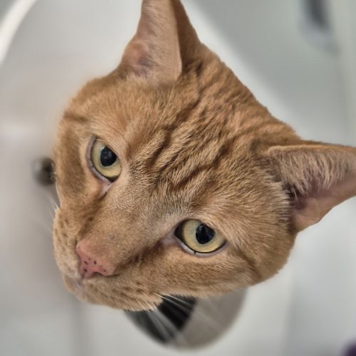 Henry  - Domestic Short Hair Cat