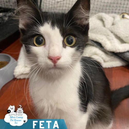 Feta - Domestic Short Hair (DSH) Cat
