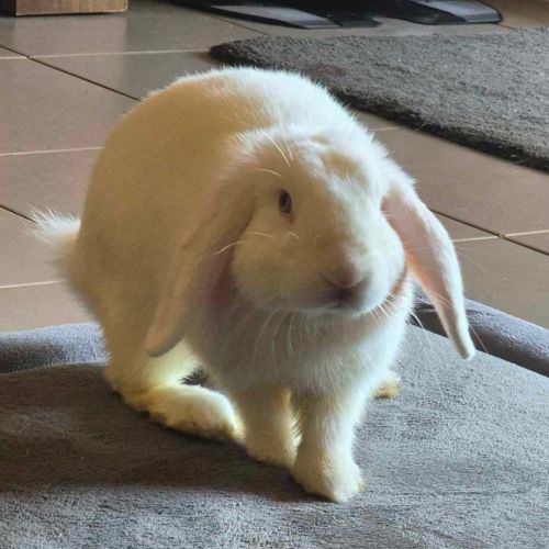 Milky - Bunny Rabbit