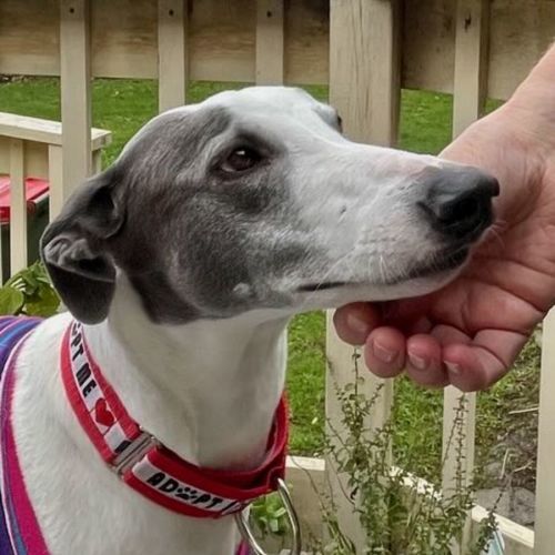 Marley - Greyhound Dog