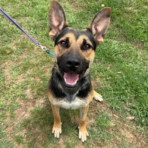 Alfalfa - German Shepherd Dog