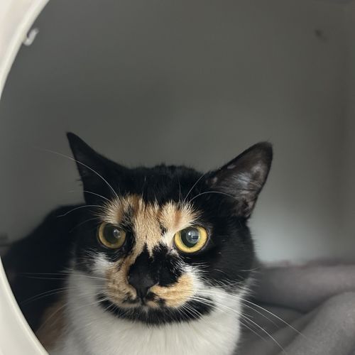 Souffle - Domestic Short Hair Cat