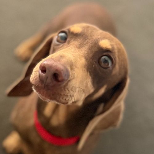 Milo - 8 Year Old Dachshund - Dachshund (Miniature) Dog