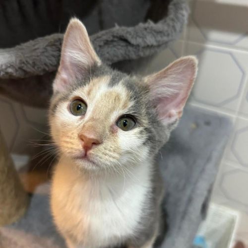 Sugar Snap - Domestic Short Hair (DSH) Cat