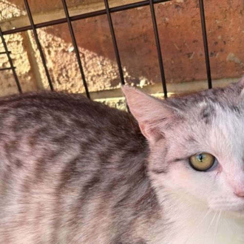 Skye - Domestic Short Hair (DSH) Cat