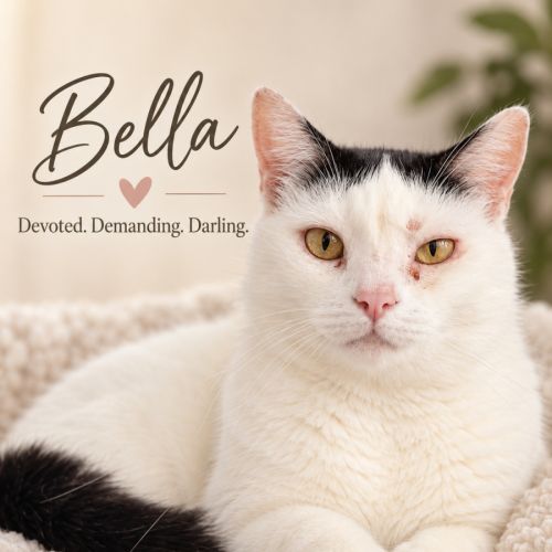 Bella - Domestic Short Hair (DSH) Cat