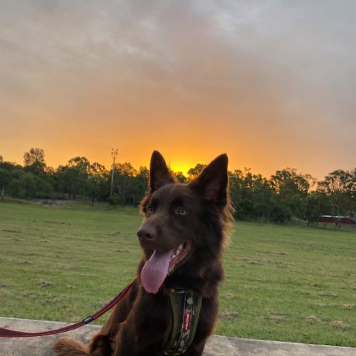 Kobi - Mixed breed Dog