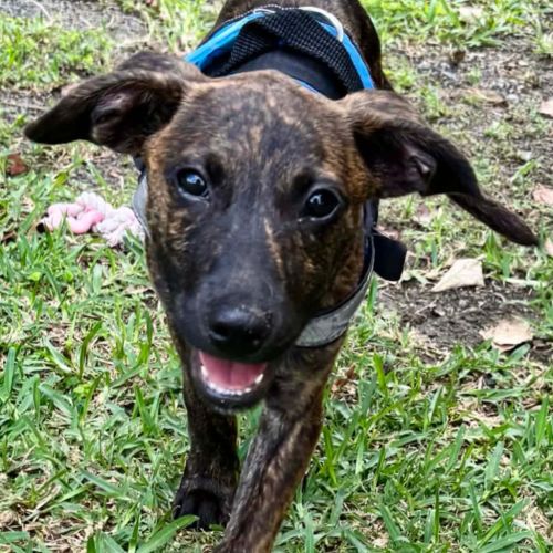 Bear - Australian Cattle Dog x English Staffordshire Bull Terrier Dog