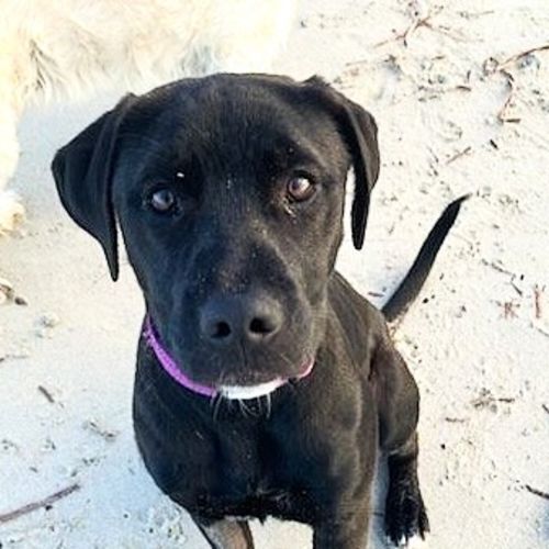 Pipi - Staffordshire Bull Terrier x Labrador Retriever Dog