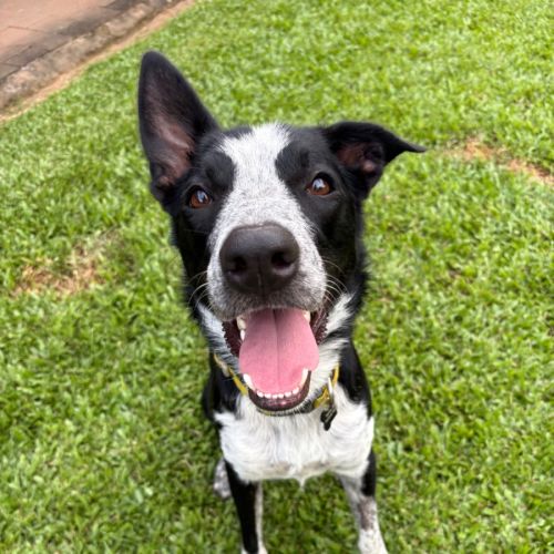 Oakley  - Border Collie x Australian Cattle Dog