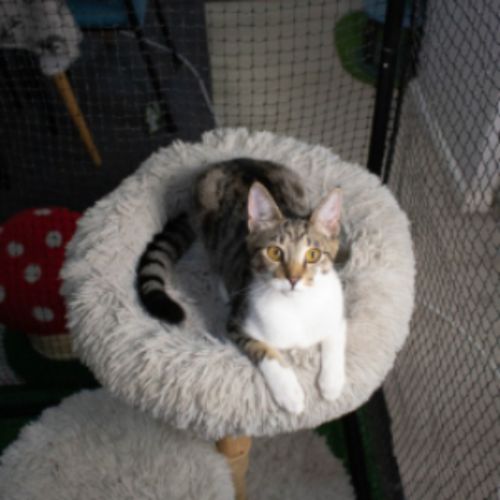 Mario - Domestic Short Hair (DSH) Cat