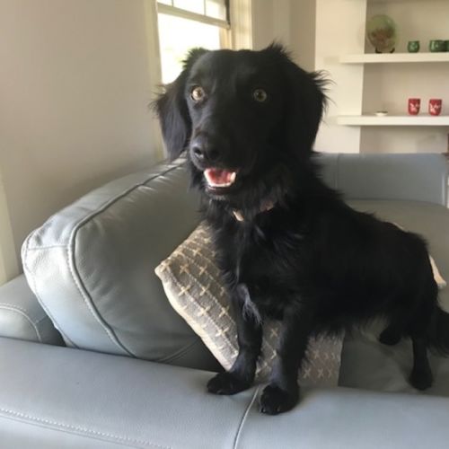 Muppet - Dachshund (Long Haired) Dog