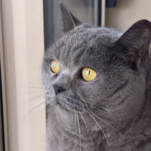 Muffin - British Shorthair Cat