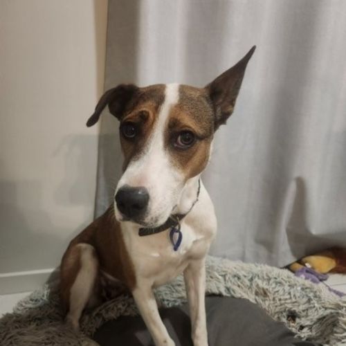 Ripley - 1 Year Old Cattle Dog X - Australian Cattle Dog