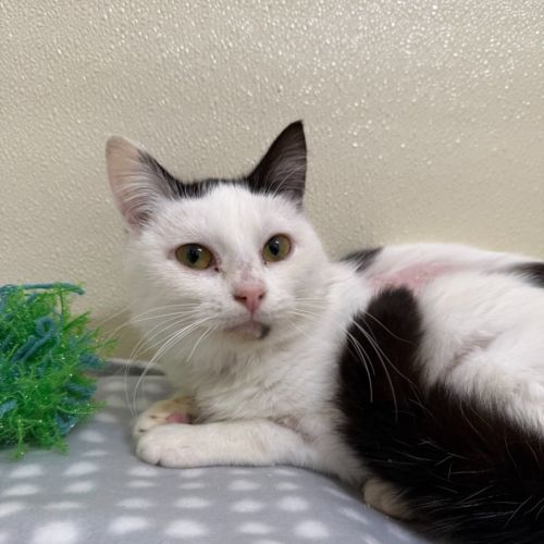 ⚜️ Nanna Herma 7488 ⚜️ - Domestic Short Hair (DSH) Cat