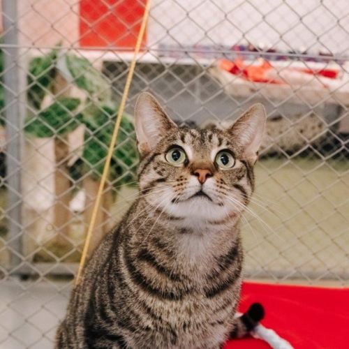 Willy Moriarty - Domestic Medium Hair (DMH) Cat
