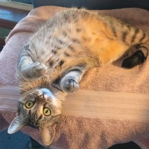 Merry - Domestic Short Hair (DSH) Cat