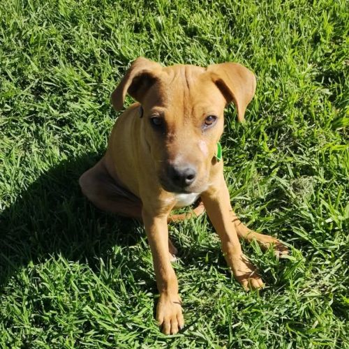 Tyson - Mixed breed Dog