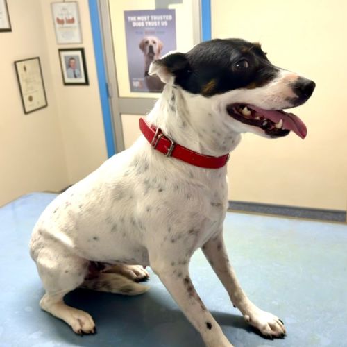 Girlie - Australian Cattle Dog