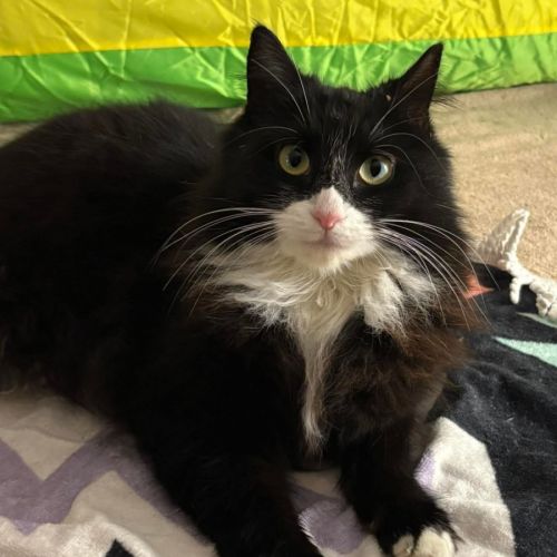 Inky - Domestic Medium Hair (DMH) Cat
