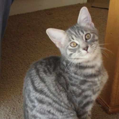 Aurora - Domestic Short Hair (DSH) Cat