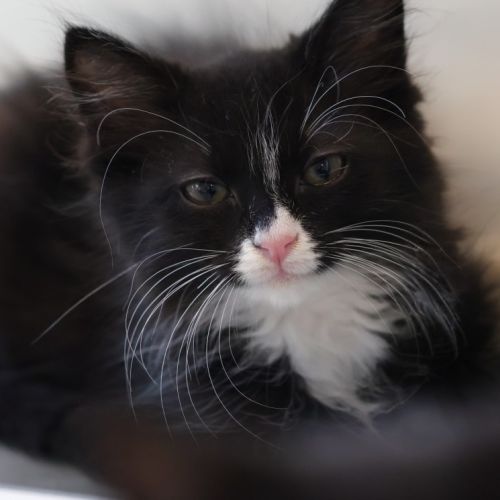 Pepsi - Domestic Short Hair (DSH) Cat