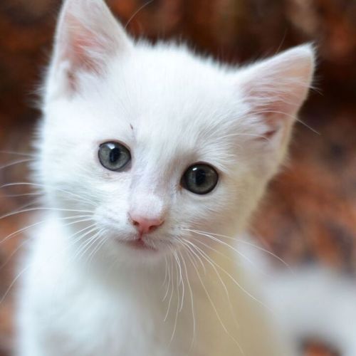 Austin - Domestic Short Hair Cat