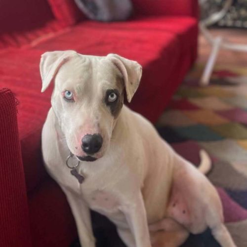 Jazz - American Staffordshire Terrier Dog