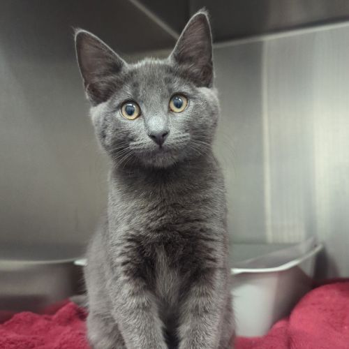 Indigo - Domestic Short Hair Cat