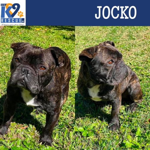 Jocko - French Bulldog
