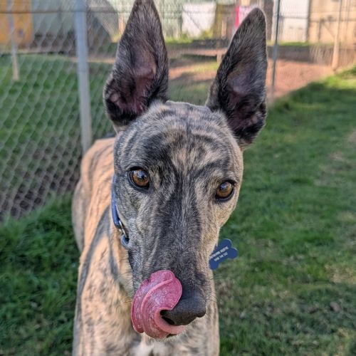 Martin The Greyhound - Greyhound Dog