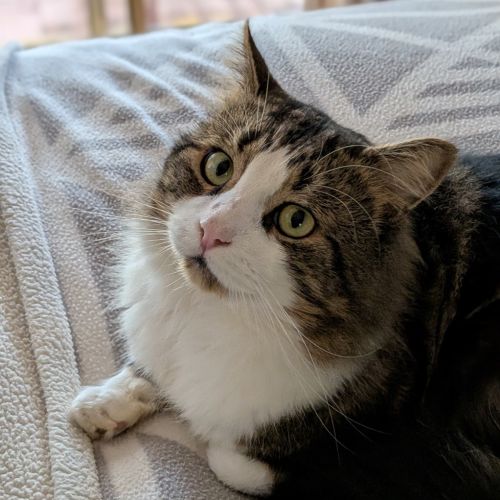 Cosmo - Domestic Short Hair (DSH) Cat