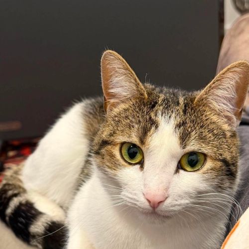 Saffron - Domestic Short Hair (DSH) Cat