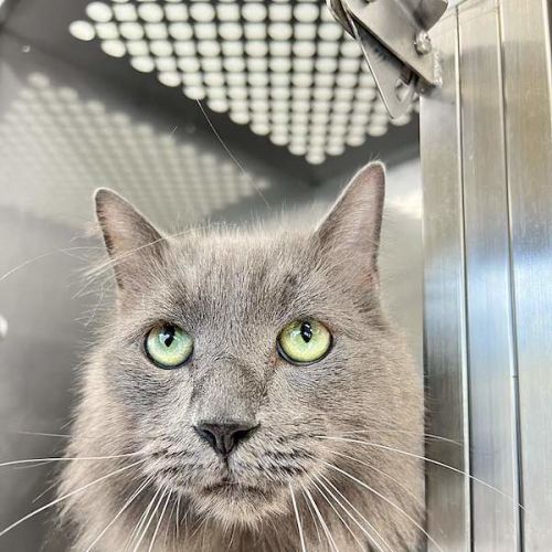 Baxter - Domestic Medium Hair (DMH) Cat