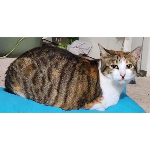 8367 - Minnie - Domestic Short Hair (DSH) Cat