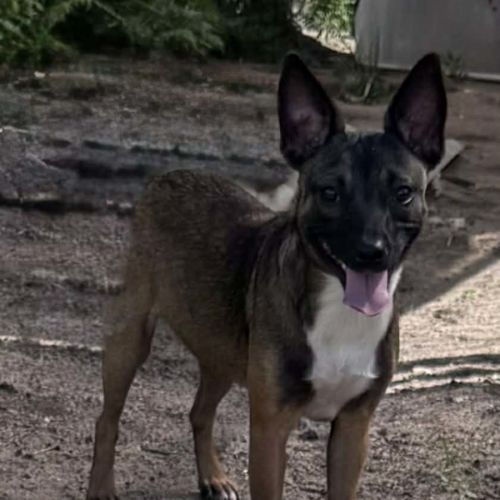 Piglet - Australian Kelpie Dog