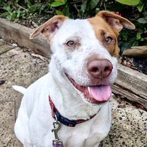 Jade - Australian Cattle Dog