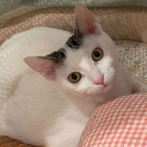 Agatha - Domestic Short Hair (DSH) Cat