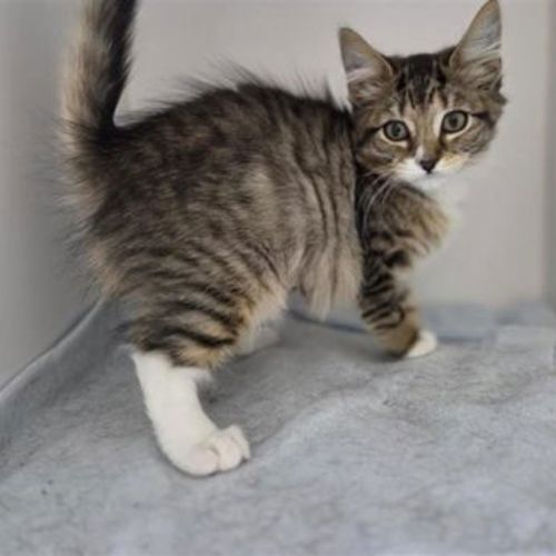 Sebby - Domestic Short Hair Cat